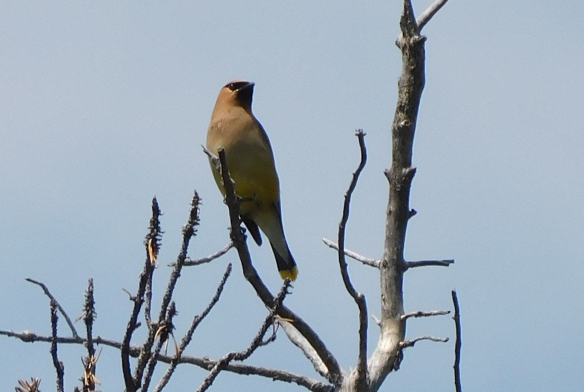 Cedar Waxwing - ML596916751