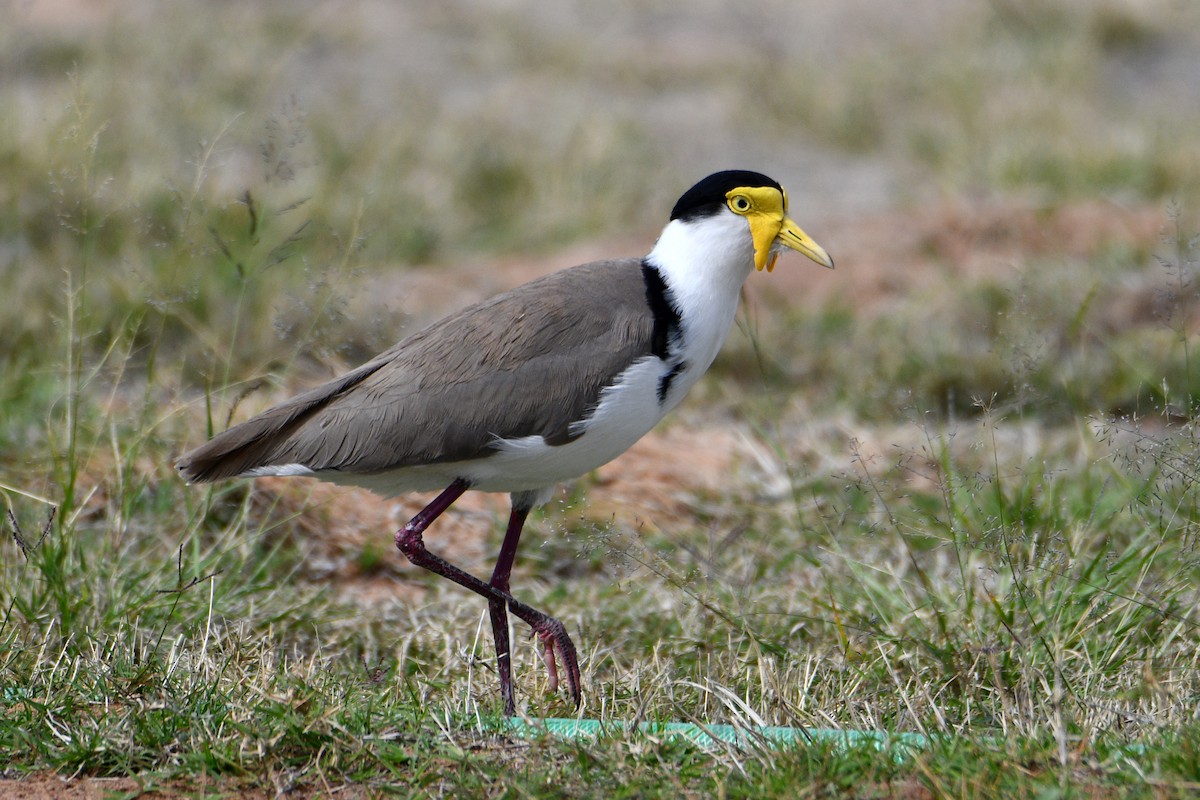 Masked Lapwing - Peter & Shelly Watts