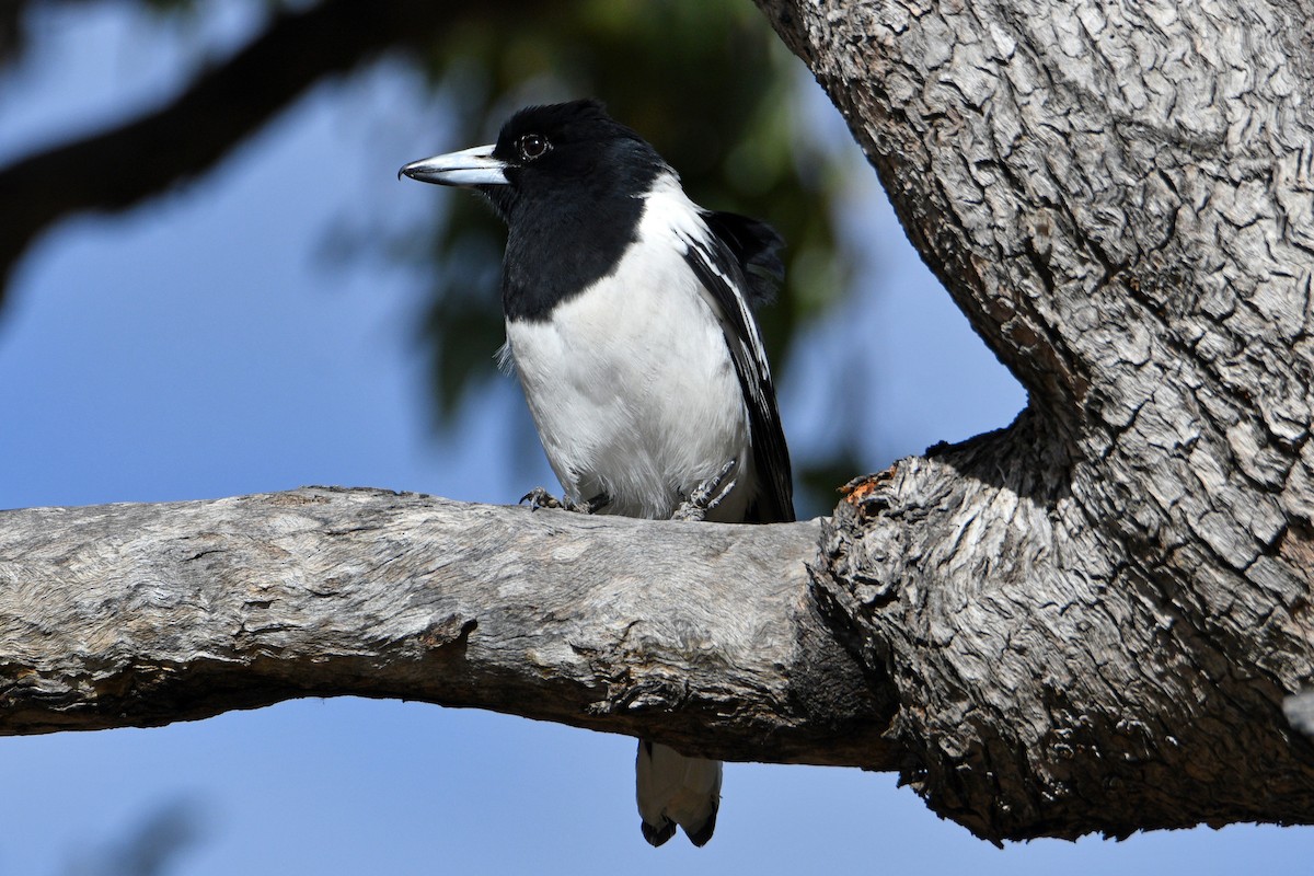 Pied Butcherbird - ML596917371