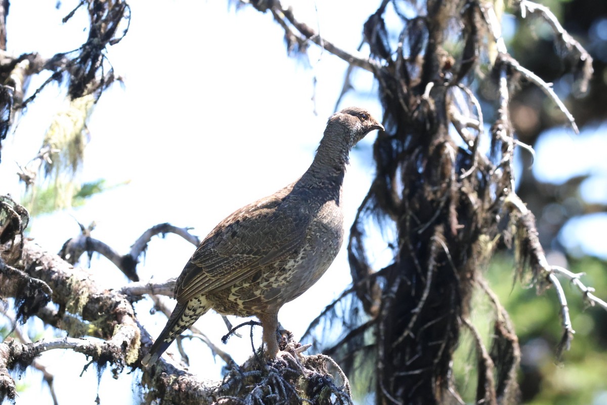 Gallo Fuliginoso - ML596918101