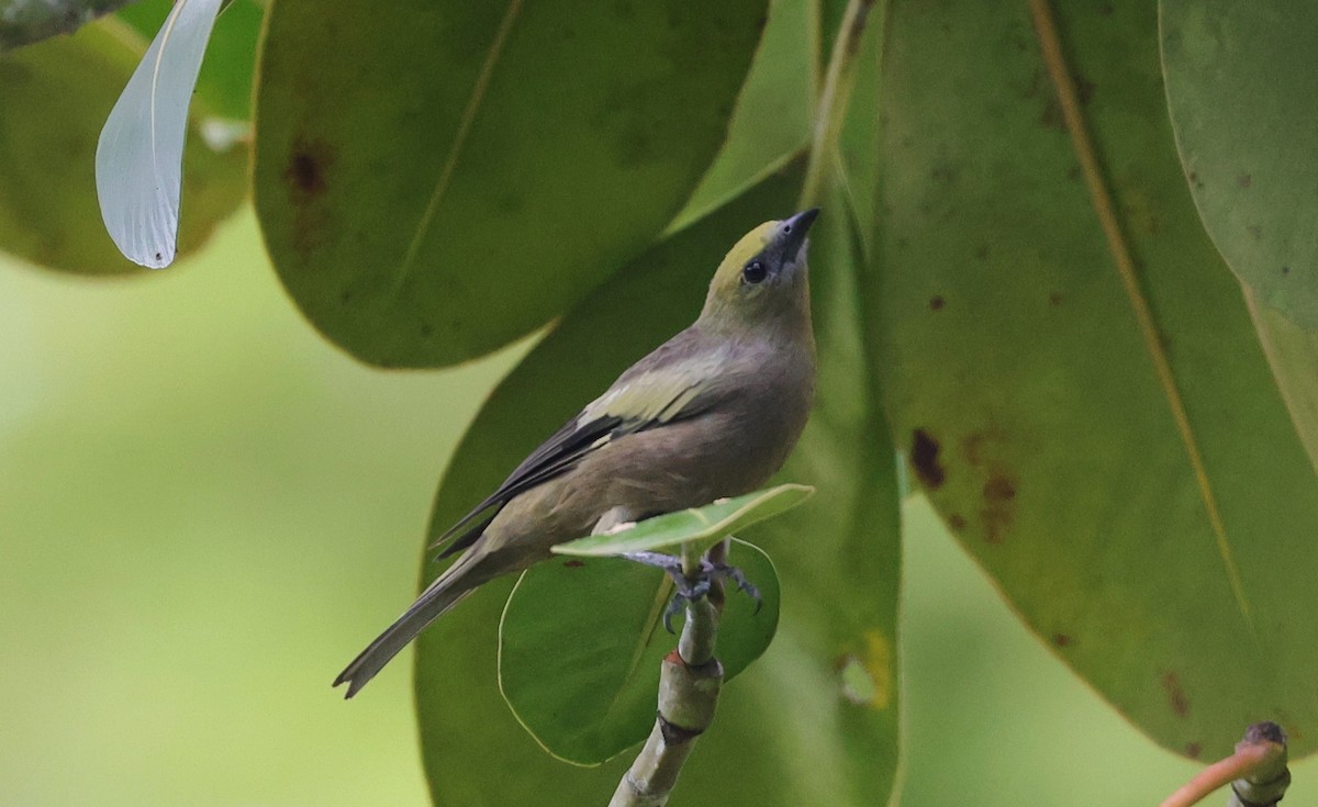 Palm Tanager - Margareta Wieser