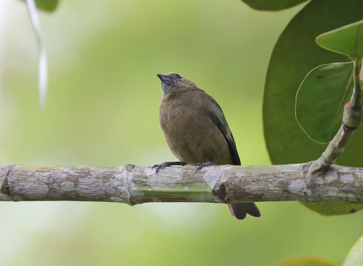 Palm Tanager - Margareta Wieser