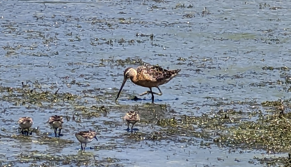 Long-billed Dowitcher - ML596919671