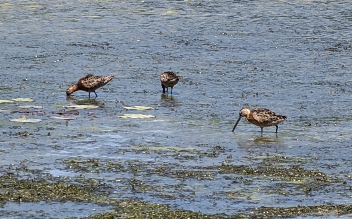 Long-billed Dowitcher - ML596919681