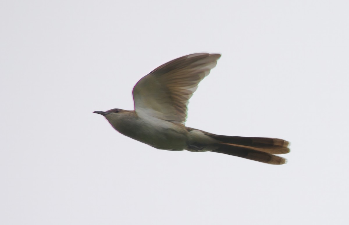 Black-billed Cuckoo - ML596919781