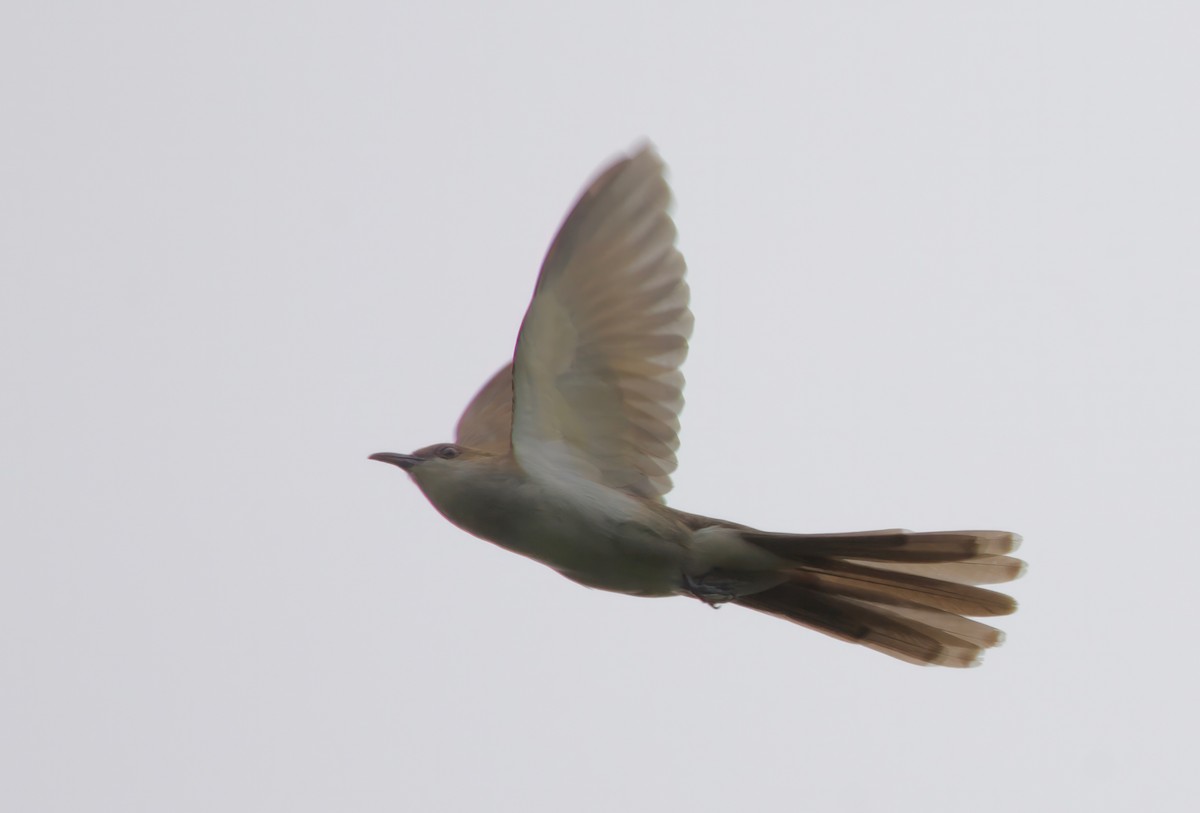 Black-billed Cuckoo - ML596919791