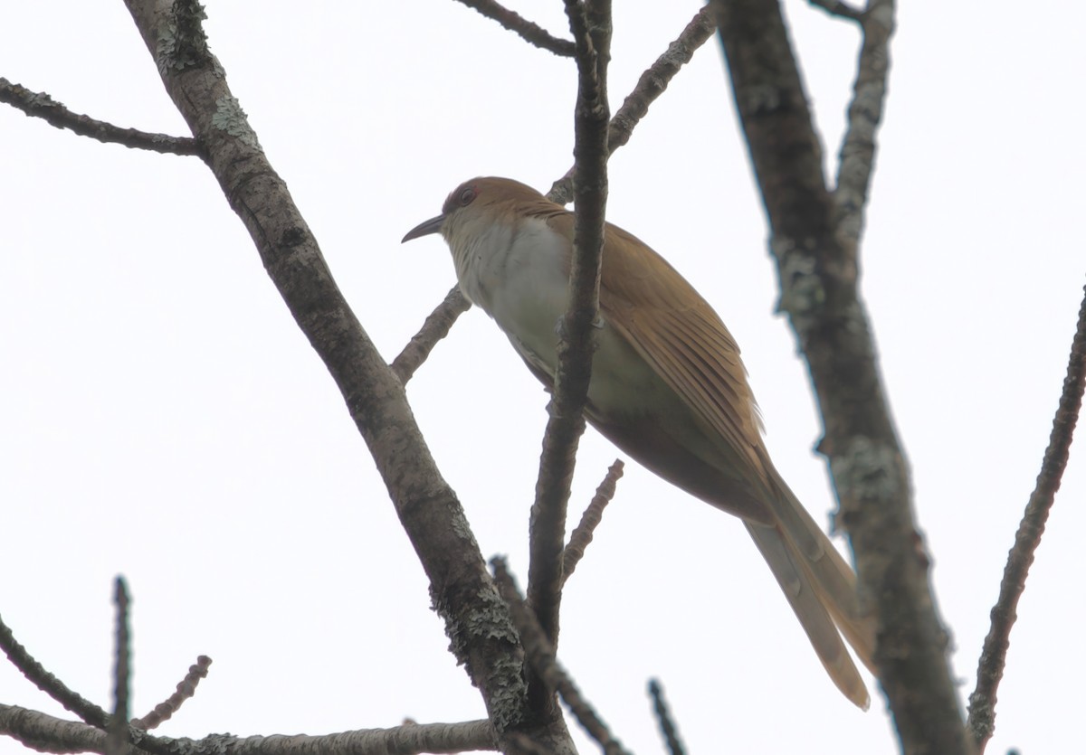 Black-billed Cuckoo - ML596919811