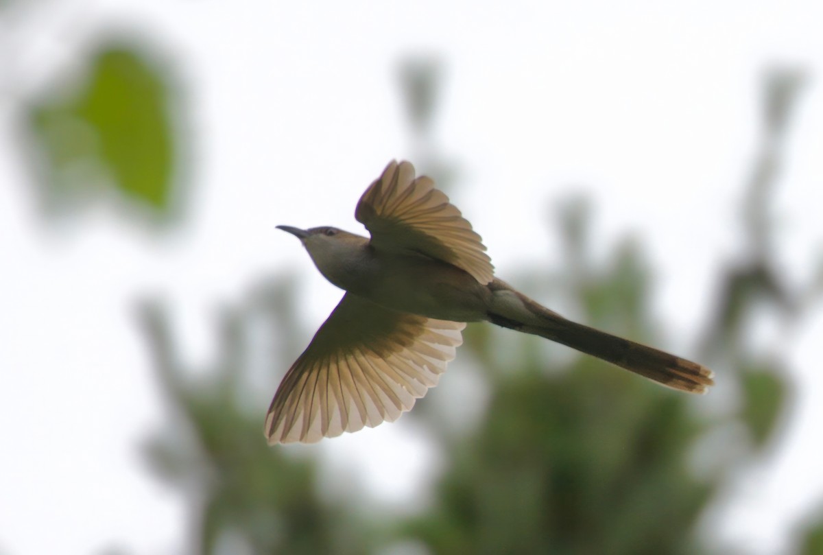 Black-billed Cuckoo - ML596919821