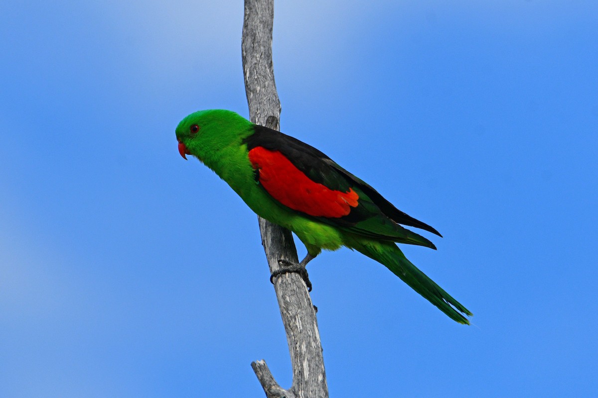 Red-winged Parrot - Peter & Shelly Watts