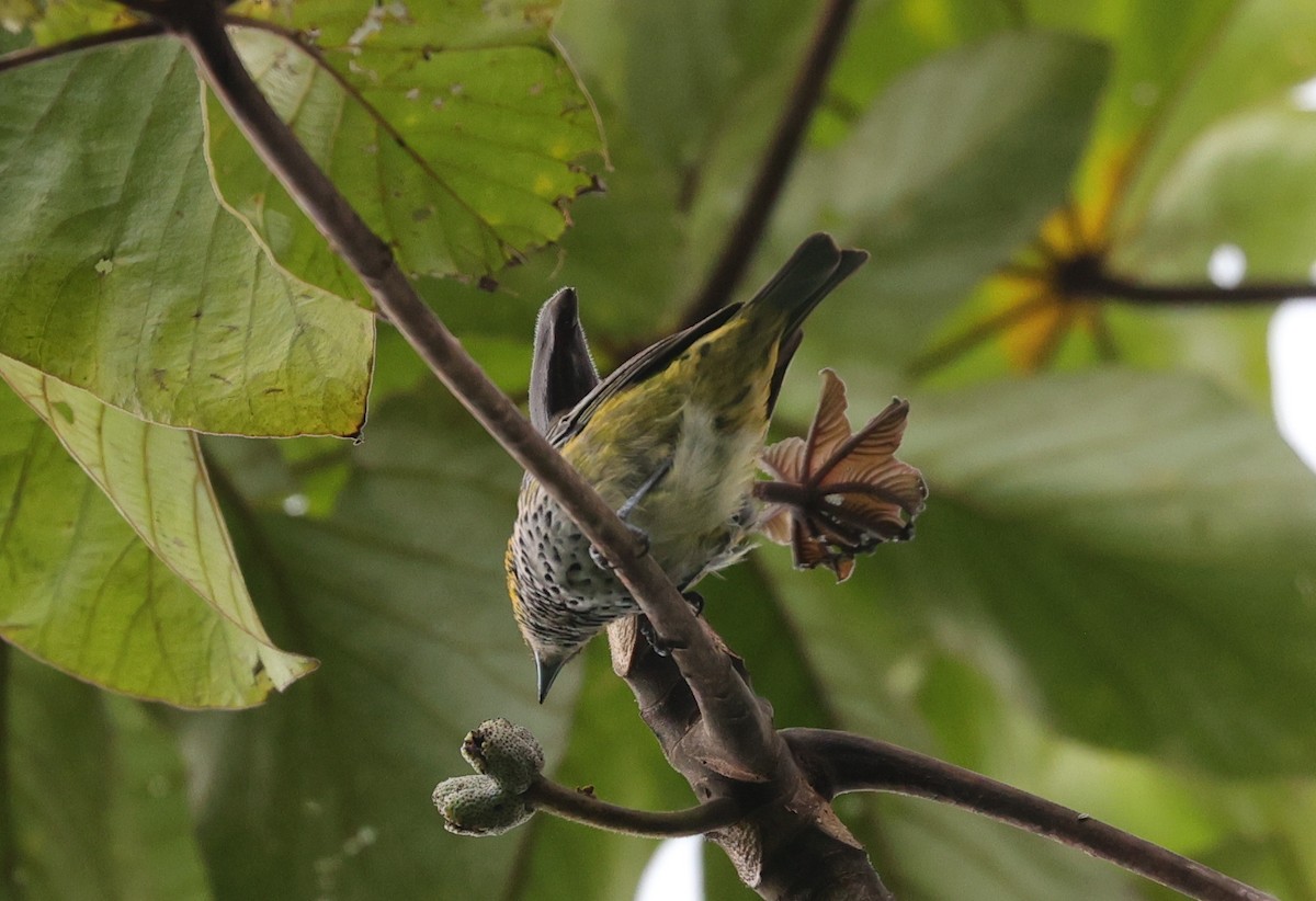 Speckled Tanager - ML596920031