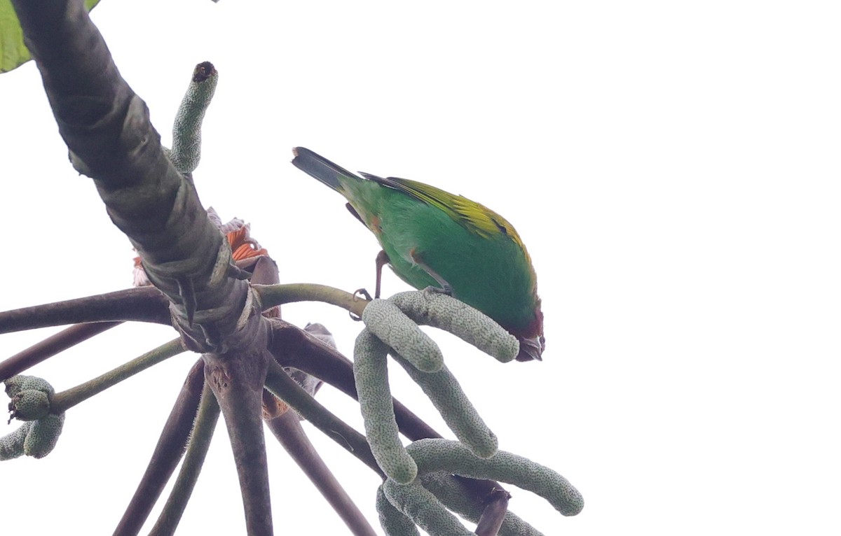 Bay-headed Tanager - ML596920111