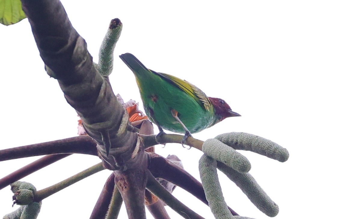 Bay-headed Tanager - ML596920121