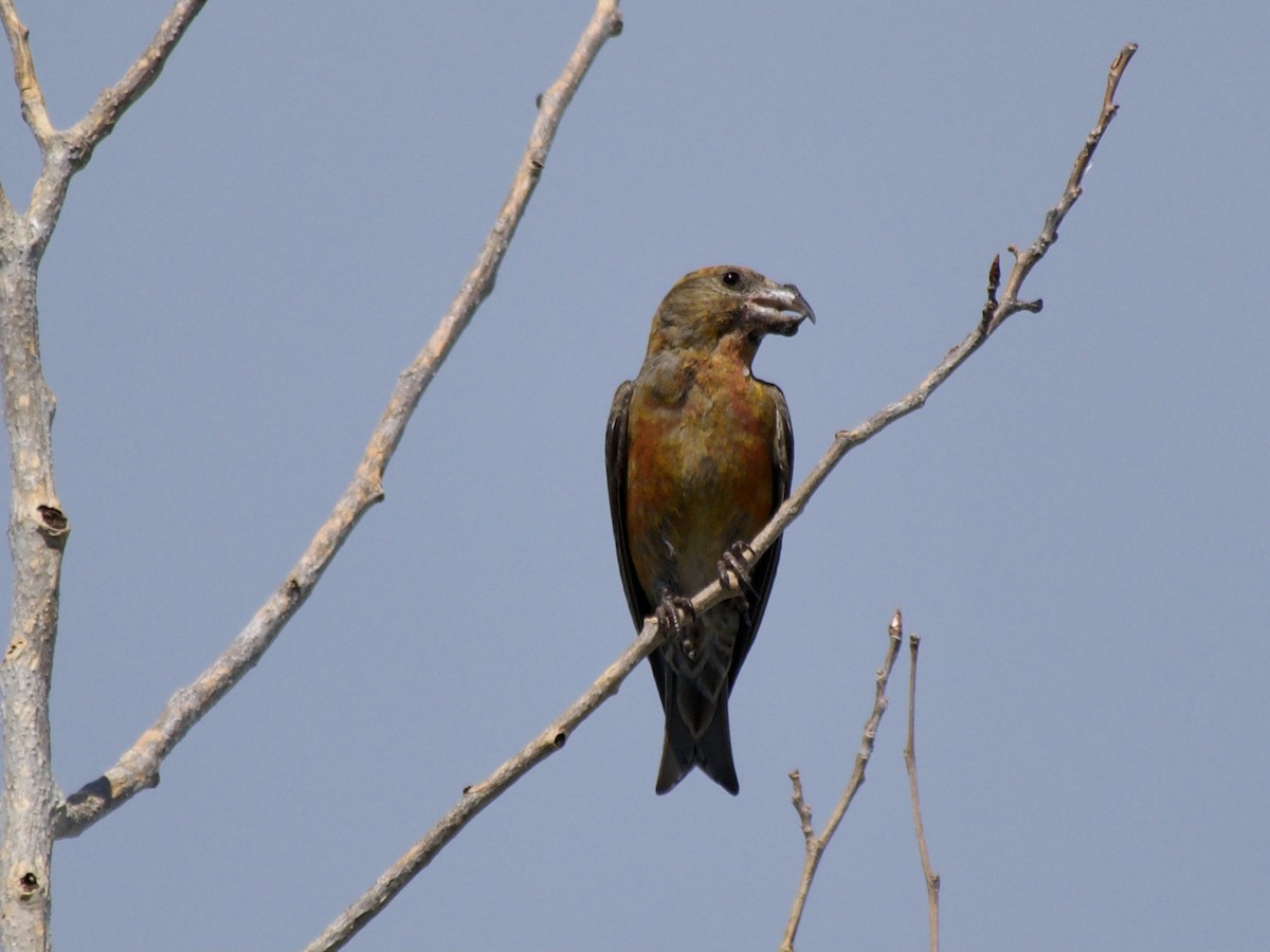 Red Crossbill (Ponderosa Pine or type 2) - ML596920151