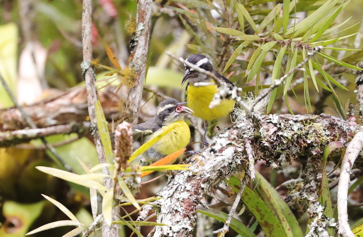 Sucrier à ventre jaune - ML596920231