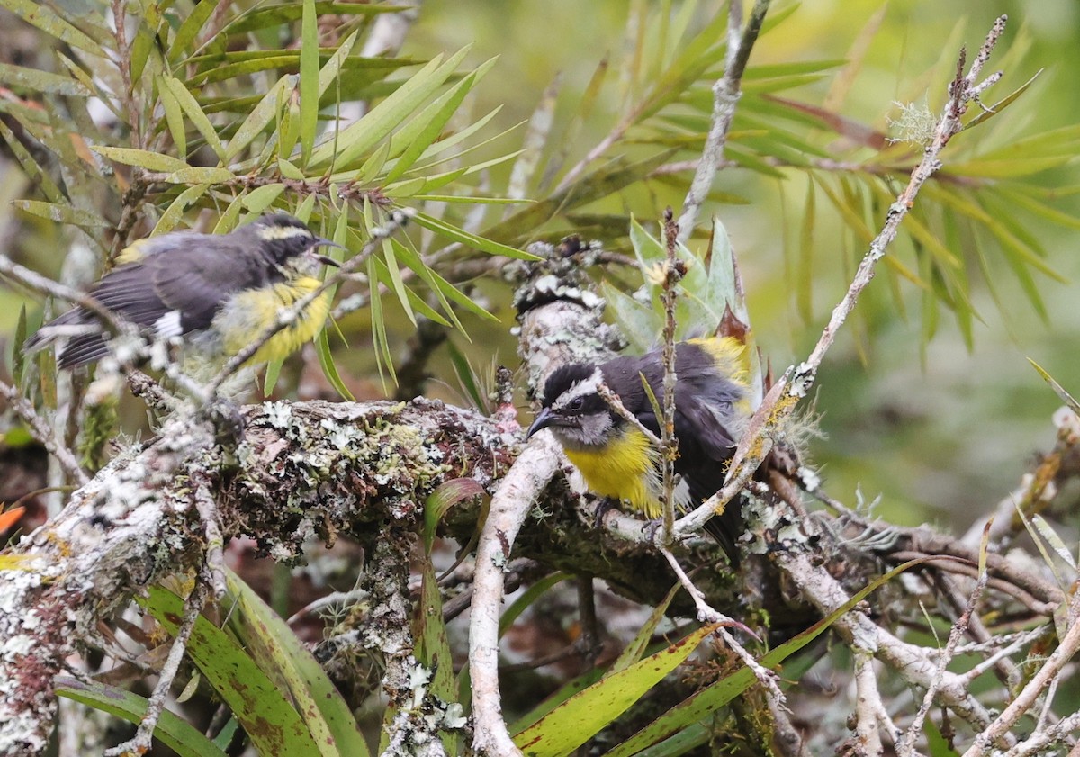 Bananaquit - Margareta Wieser