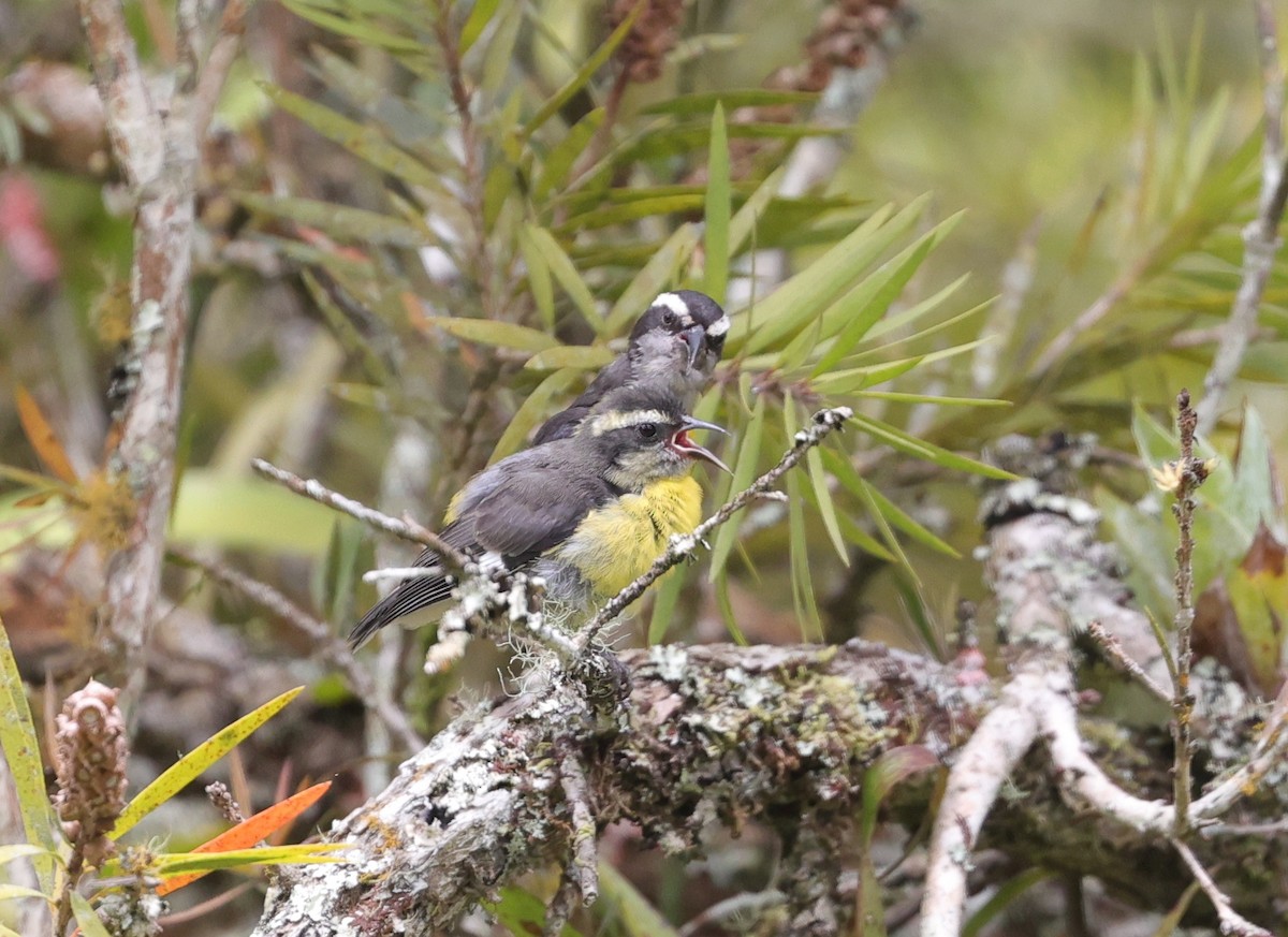 Zuckervogel - ML596920251