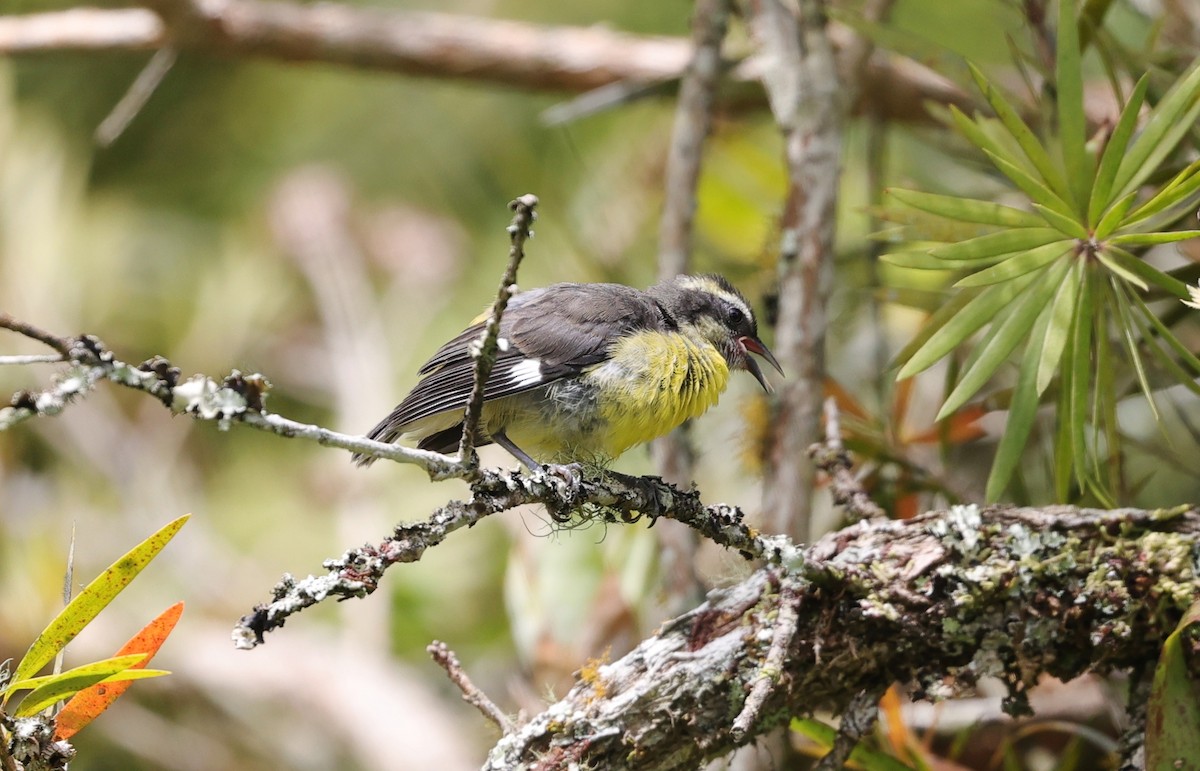 Sucrier à ventre jaune - ML596920271