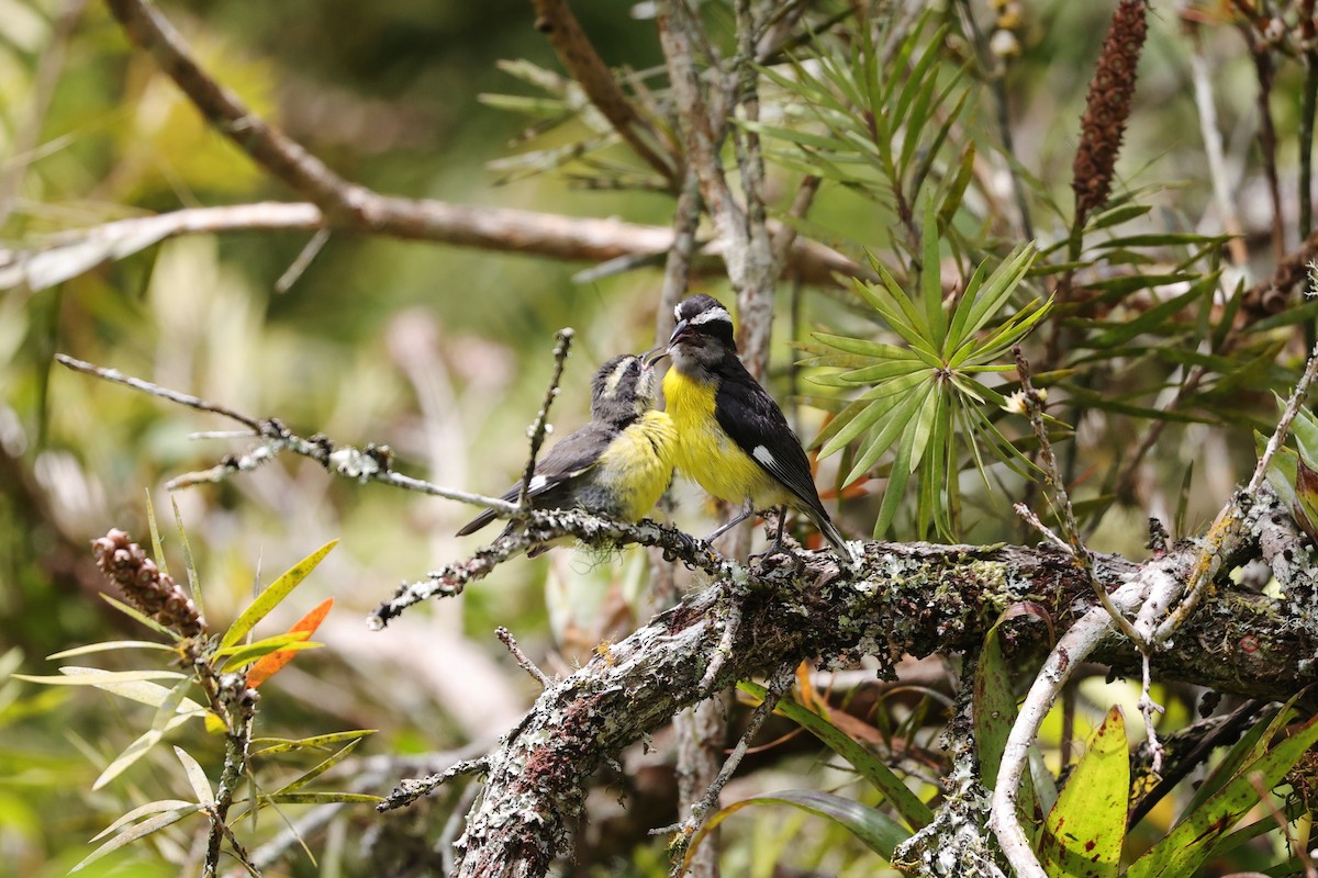 Bananaquit - ML596920291