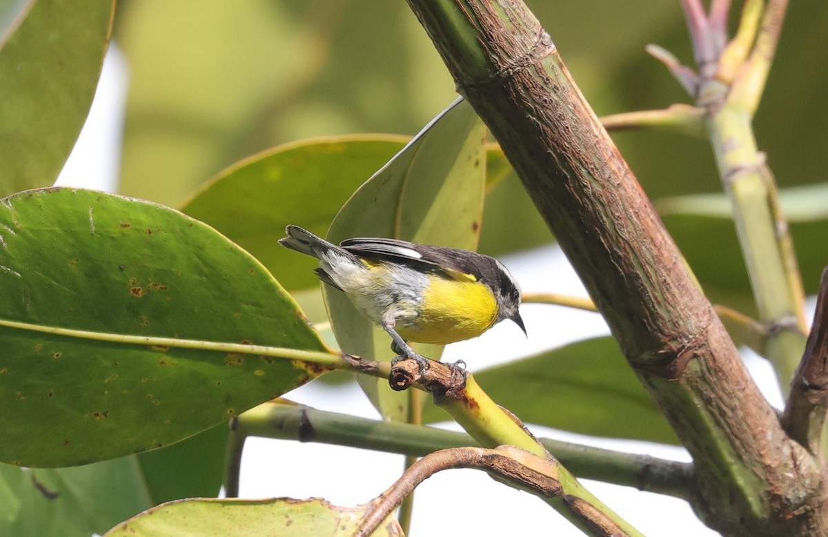 Bananaquit - ML596920531