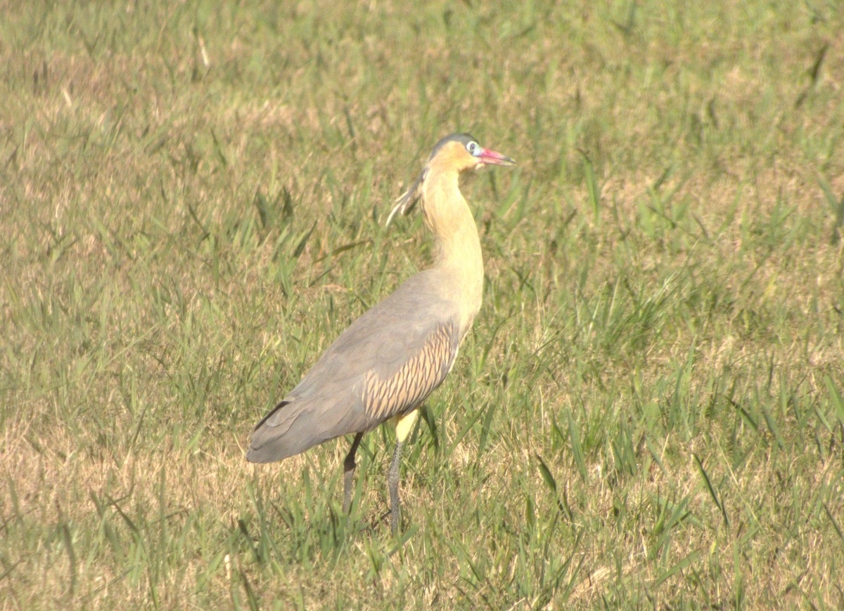 Whistling Heron - ML596920541