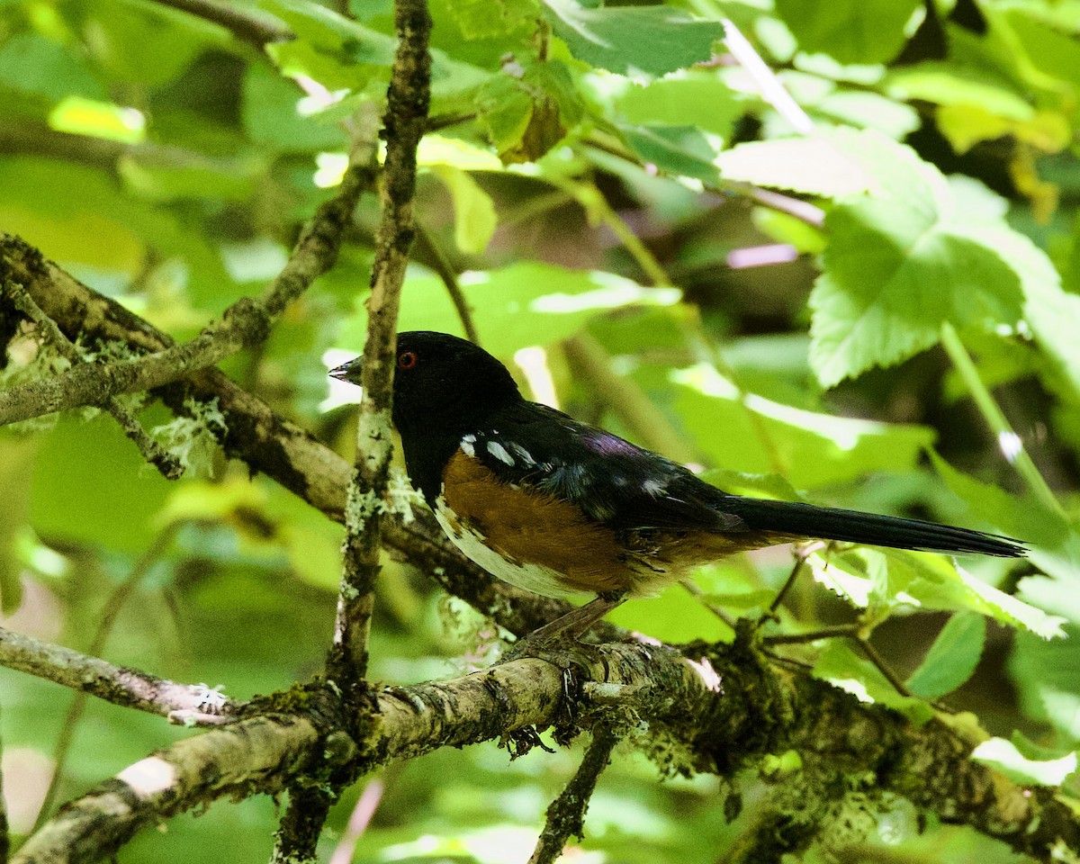 Spotted Towhee - ML596920601