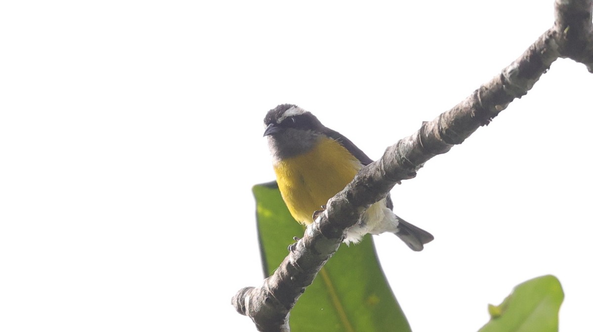 Bananaquit - ML596920611