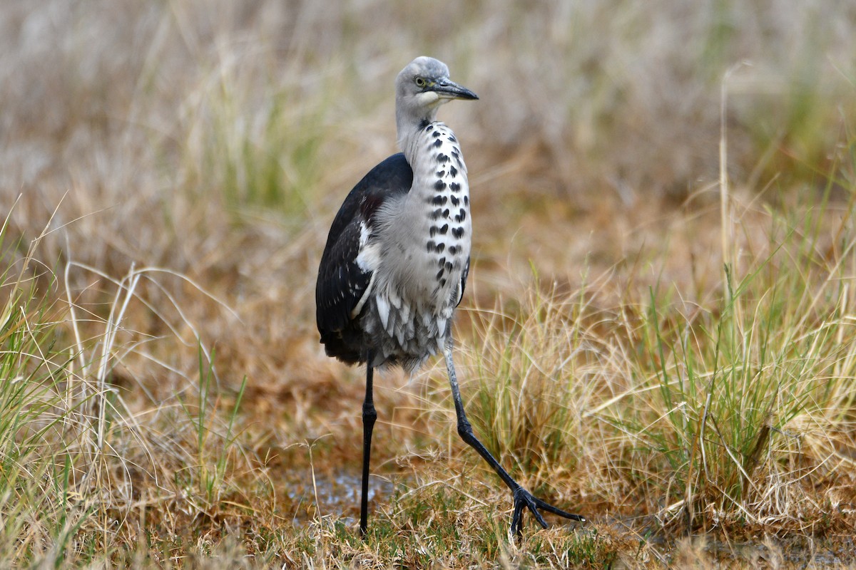 Pacific Heron - Peter & Shelly Watts