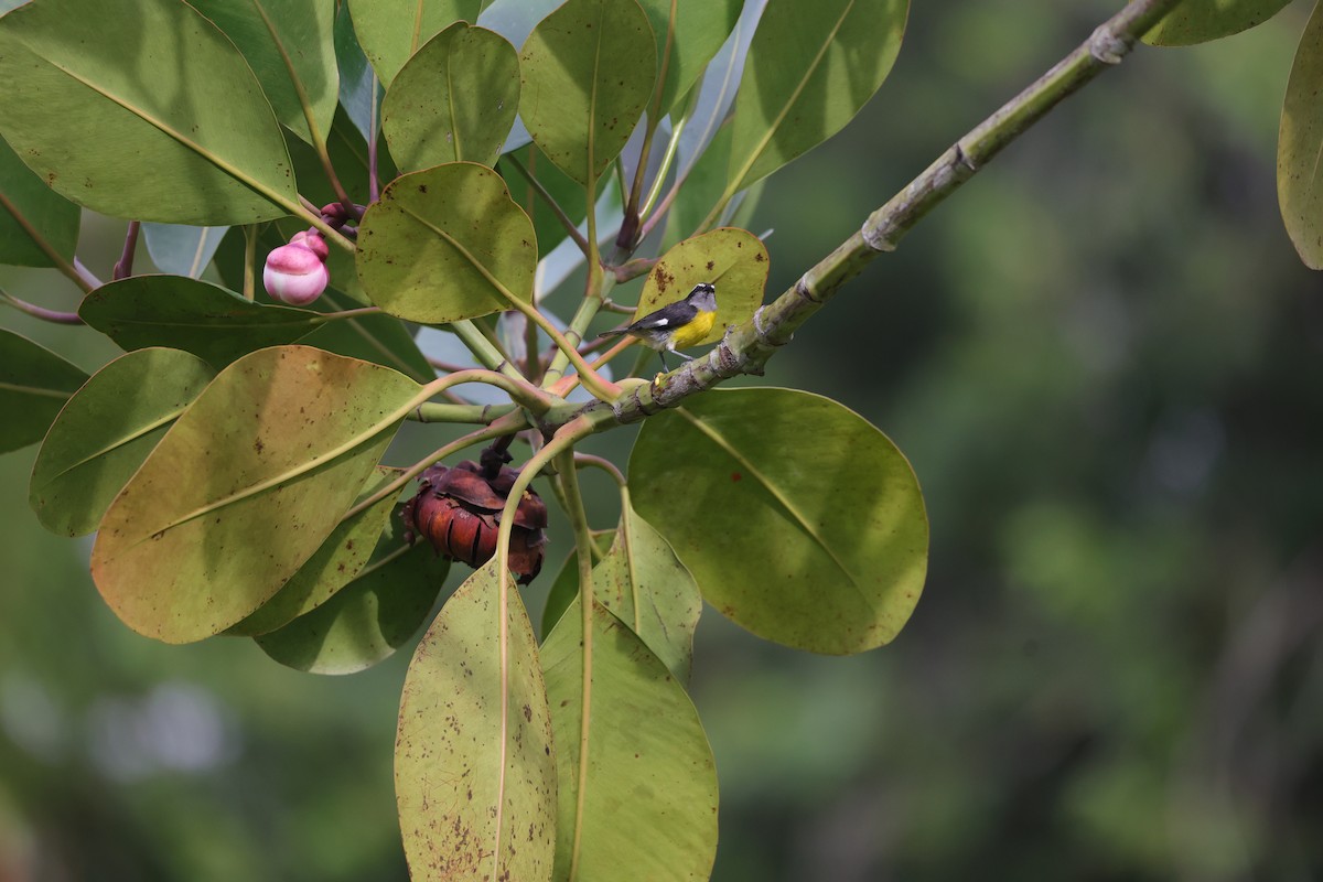 Bananaquit - ML596920901