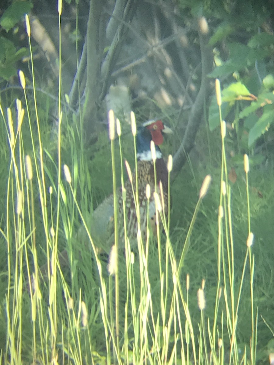 Ring-necked Pheasant - ML596921451