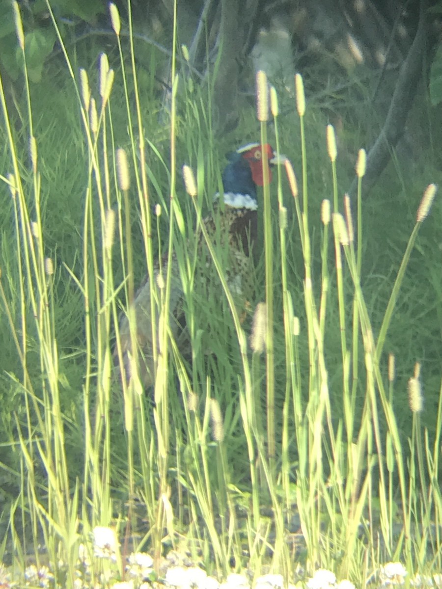 Ring-necked Pheasant - ML596921461