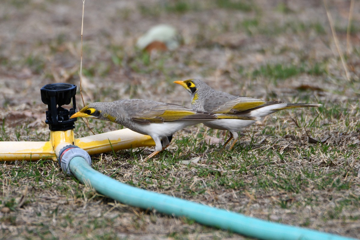 Yellow-throated Miner - Peter & Shelly Watts