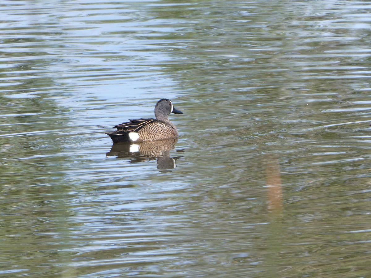 Blue-winged Teal - ML596921791