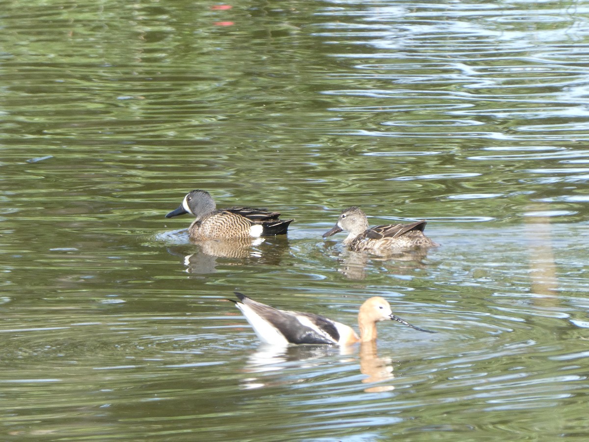 Blue-winged Teal - ML596921811