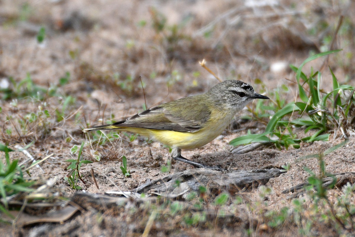 Yellow-rumped Thornbill - Peter & Shelly Watts