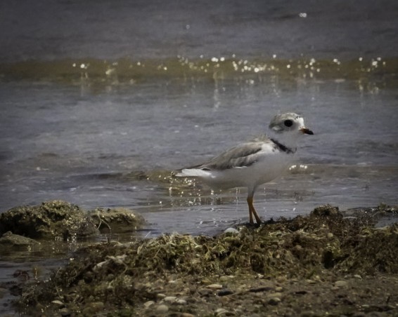 Piping Plover - ML596922951