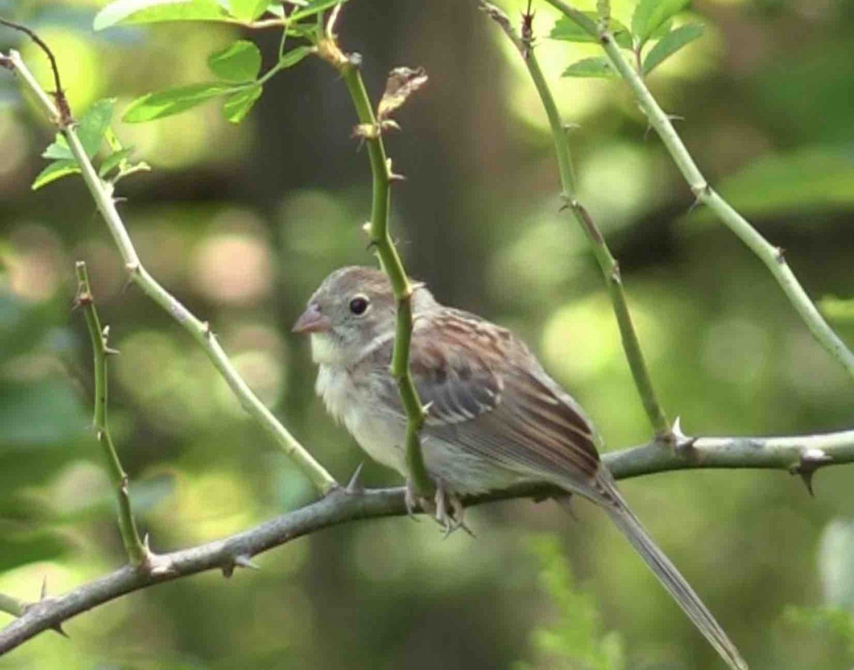 Field Sparrow - ML596923311