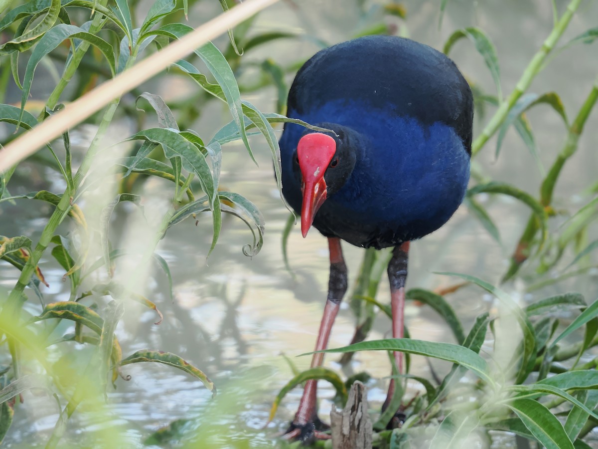 Australasian Swamphen - ML596923421