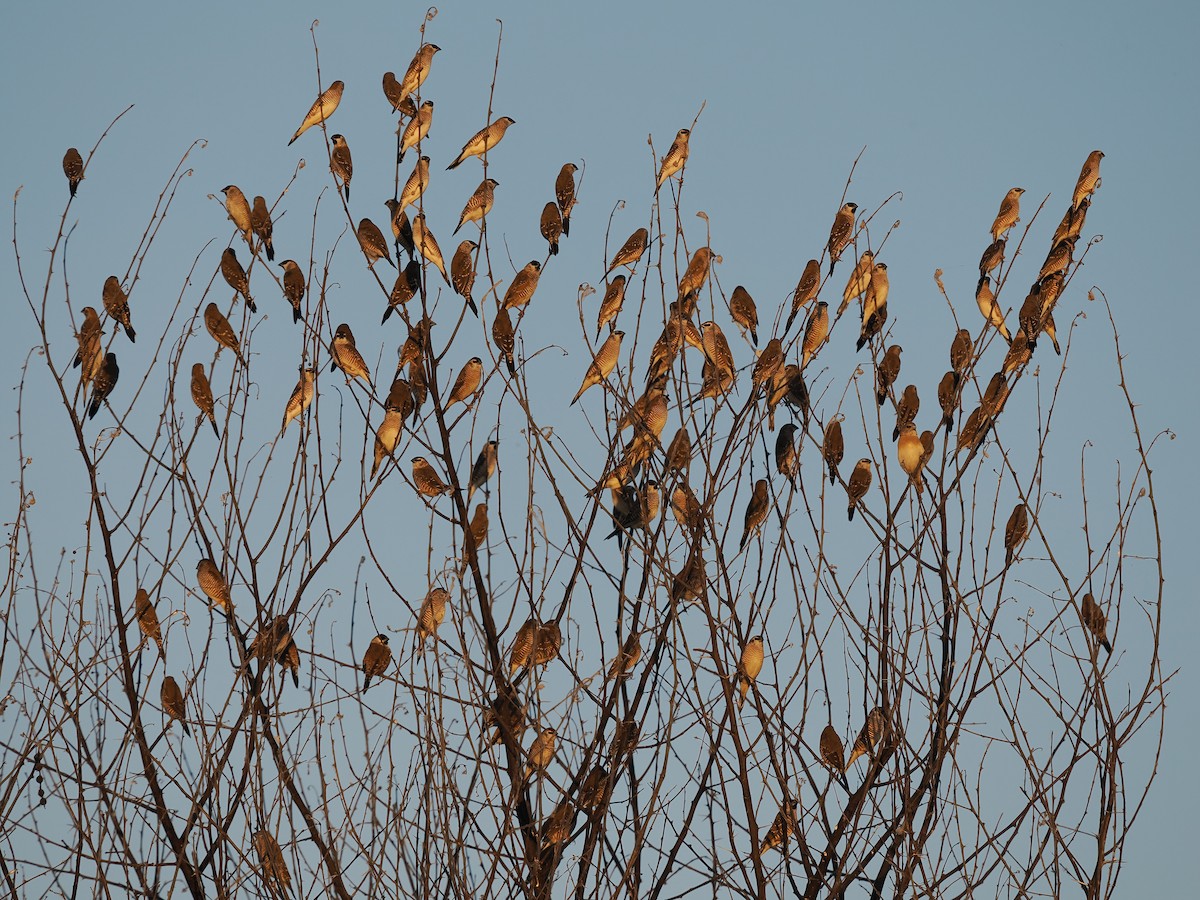 Plum-headed Finch - ML596924201