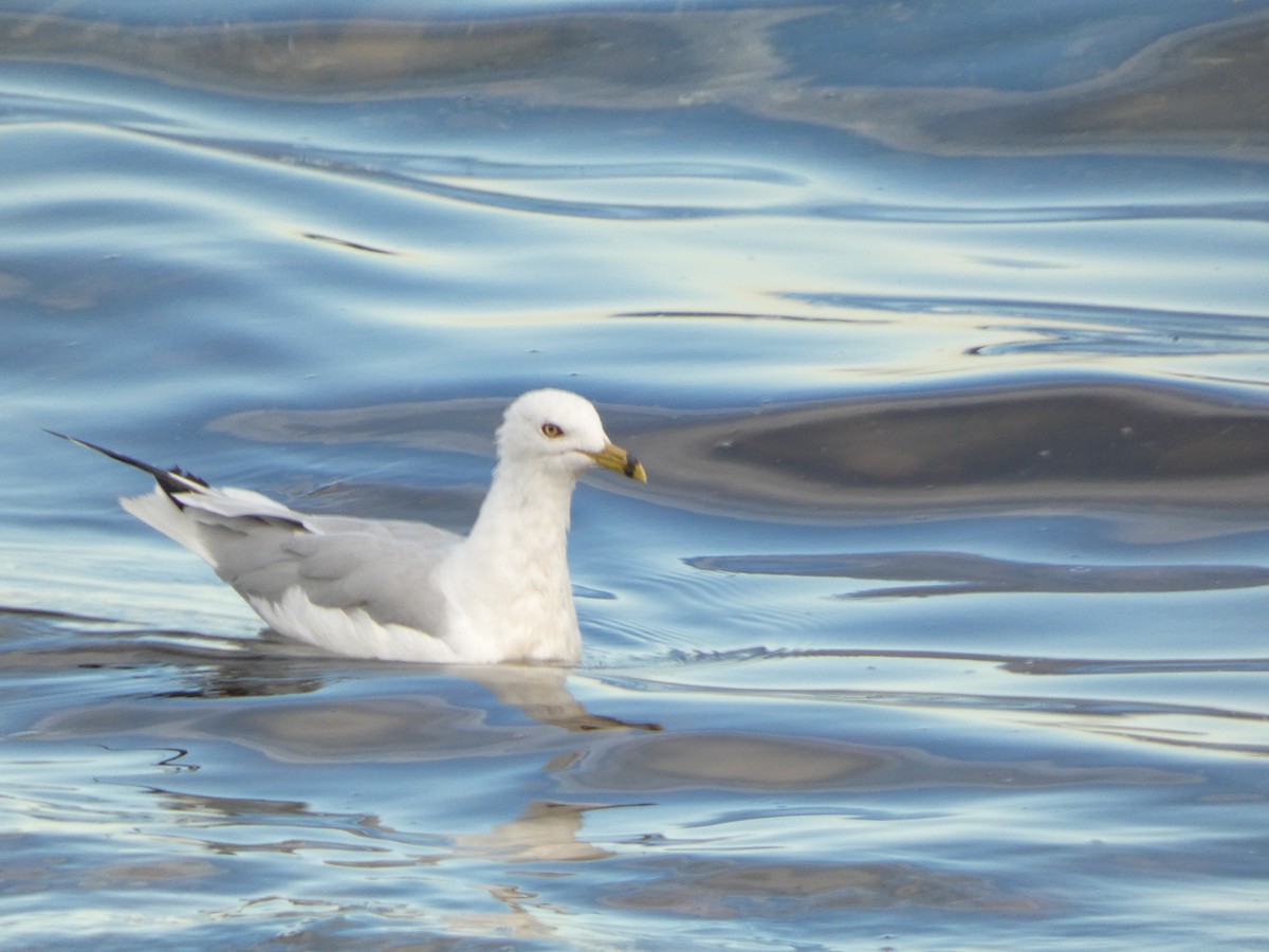 Ring-billed Gull - ML596924371