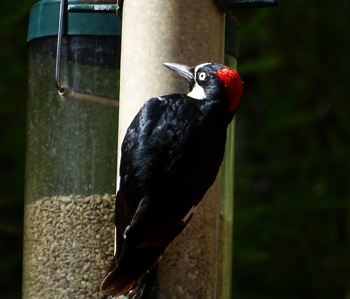 Acorn Woodpecker - ML596927091