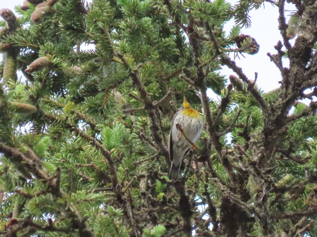 Northern Parula - Kerry Hjertaas