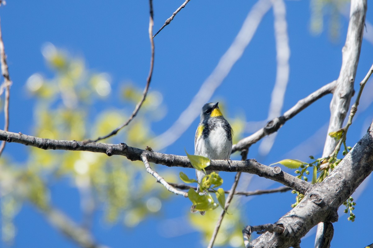 Yellow-rumped Warbler (Audubon's) - Jesse Kolar