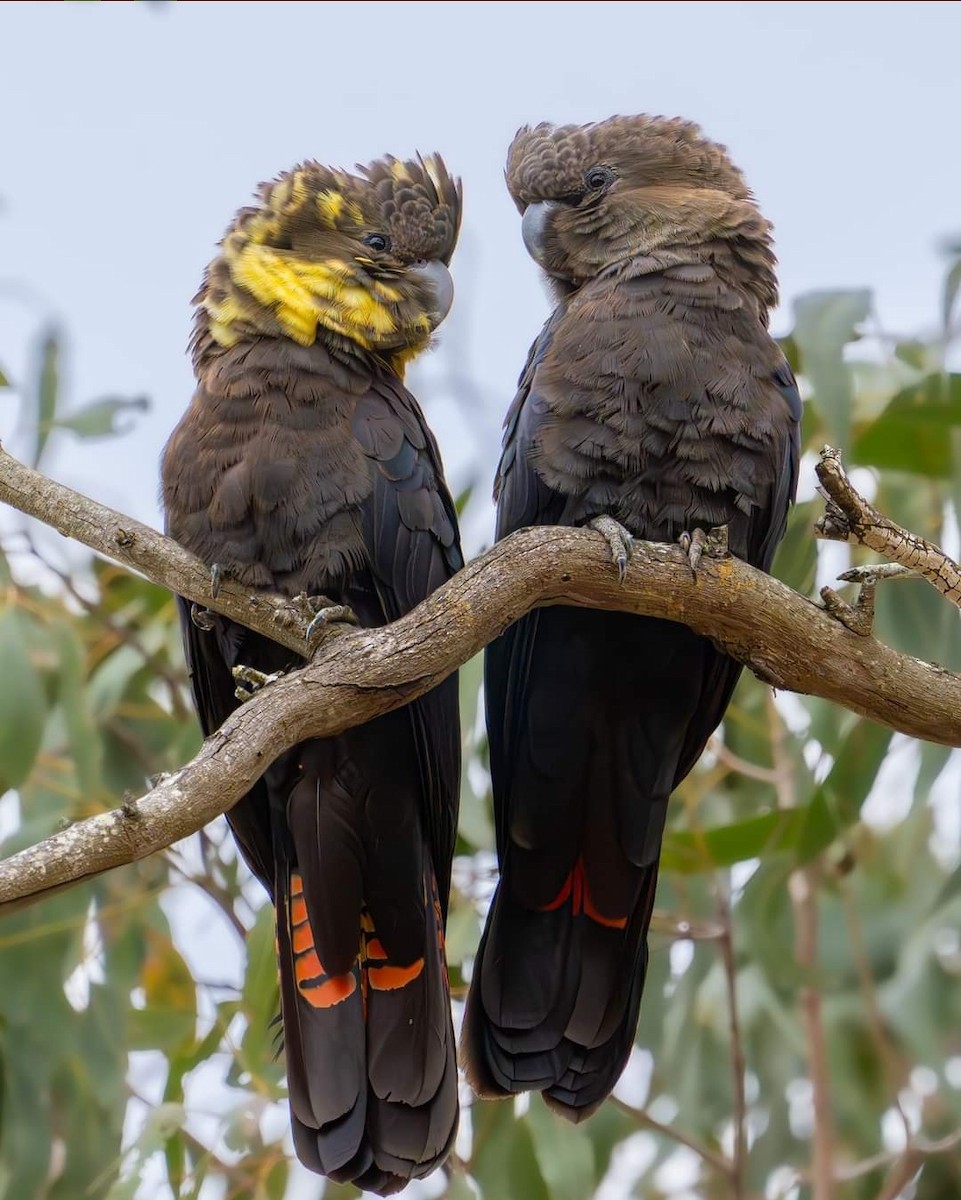 Glossy Black-Cockatoo - ML596927931