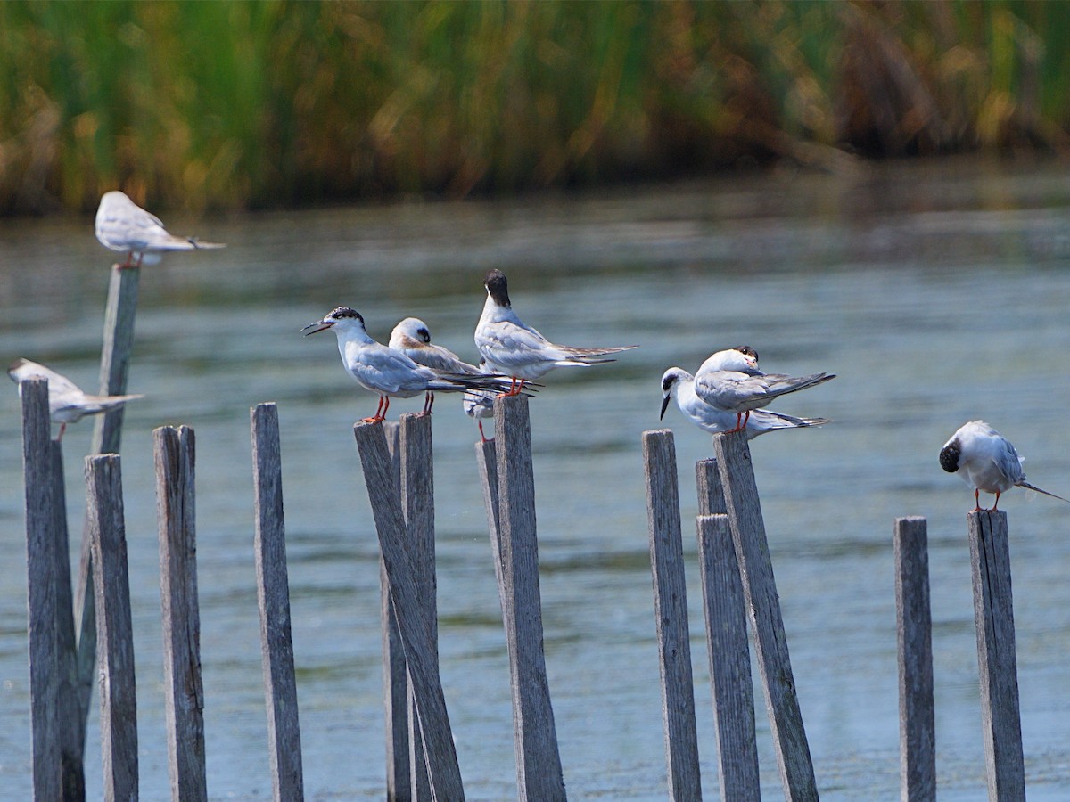 Forster's Tern - ML596928761