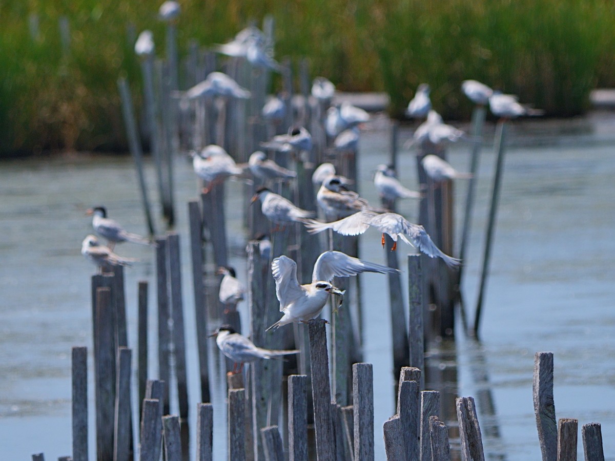 Forster's Tern - ML596928791