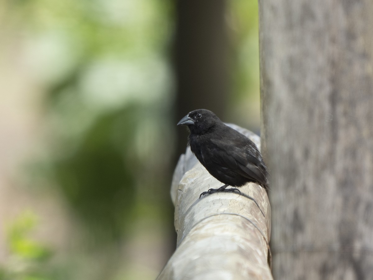 Common Cactus-Finch - ML596928811