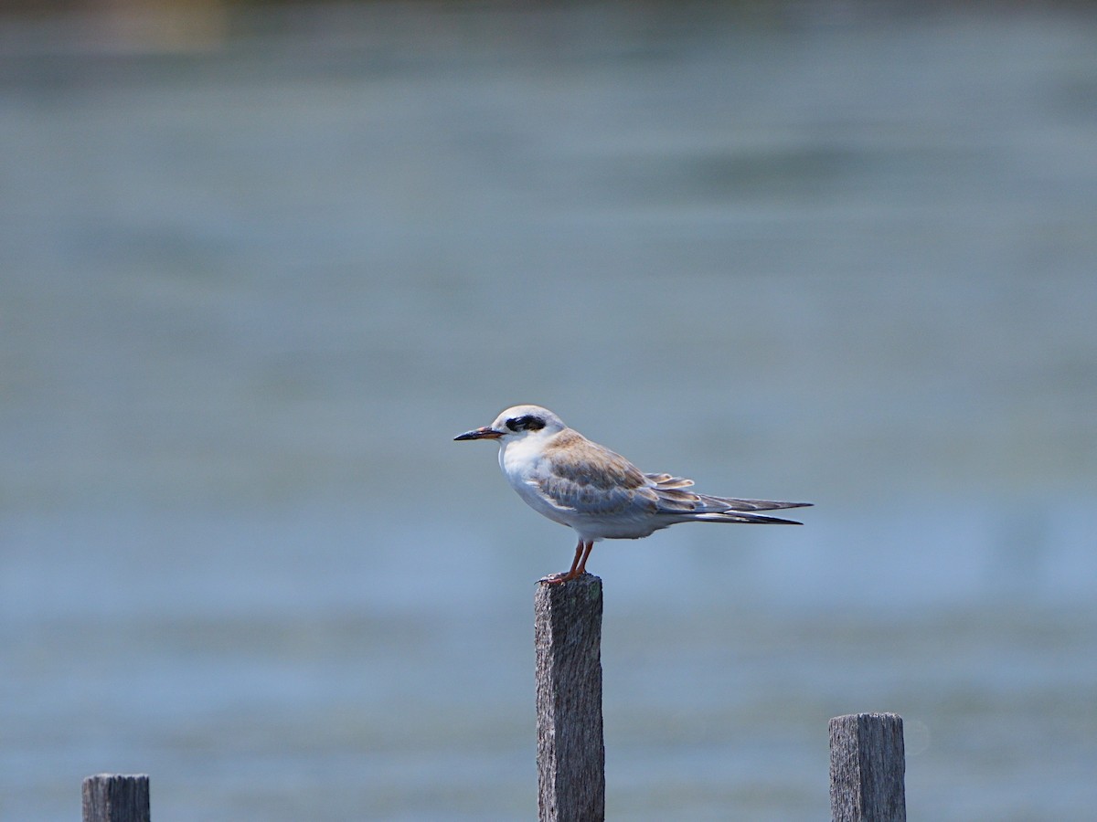 Forster's Tern - ML596928871