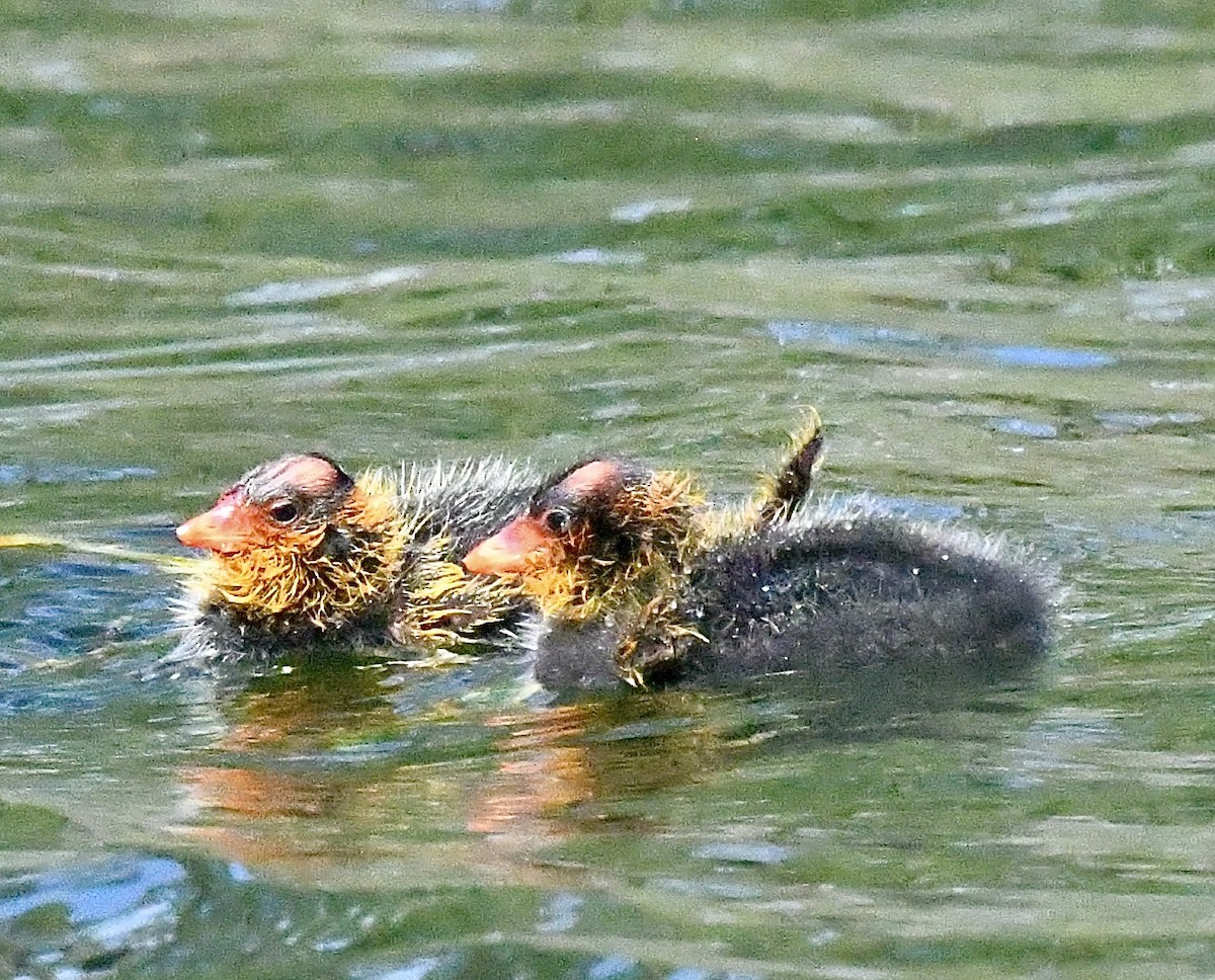 American Coot - ML596929071