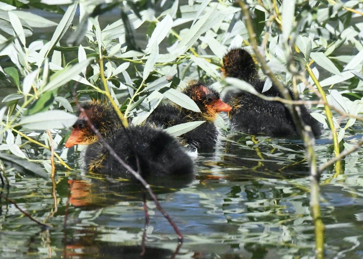 American Coot - ML596929081