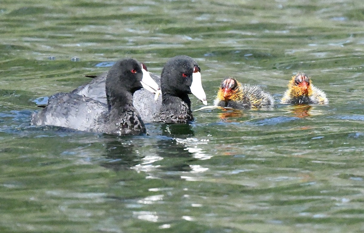 American Coot - ML596929101